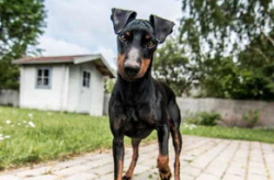 短毛小型犬,迷你体型，无限魅力，理想宠物伴侣指南