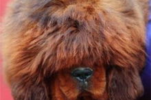 藏獒红利价格,揭秘世界最贵犬种的价格之谜