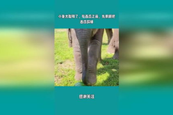 娱乐吃瓜小象是谁啊,网络红人的崛起之路