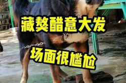 中国护卫犬网,守护平安的忠诚伙伴
